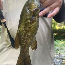 スモールマウスバス