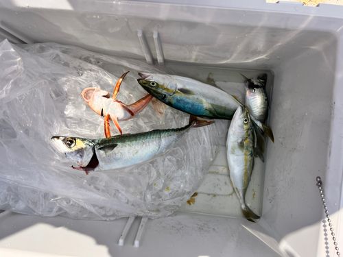 サバの釣果