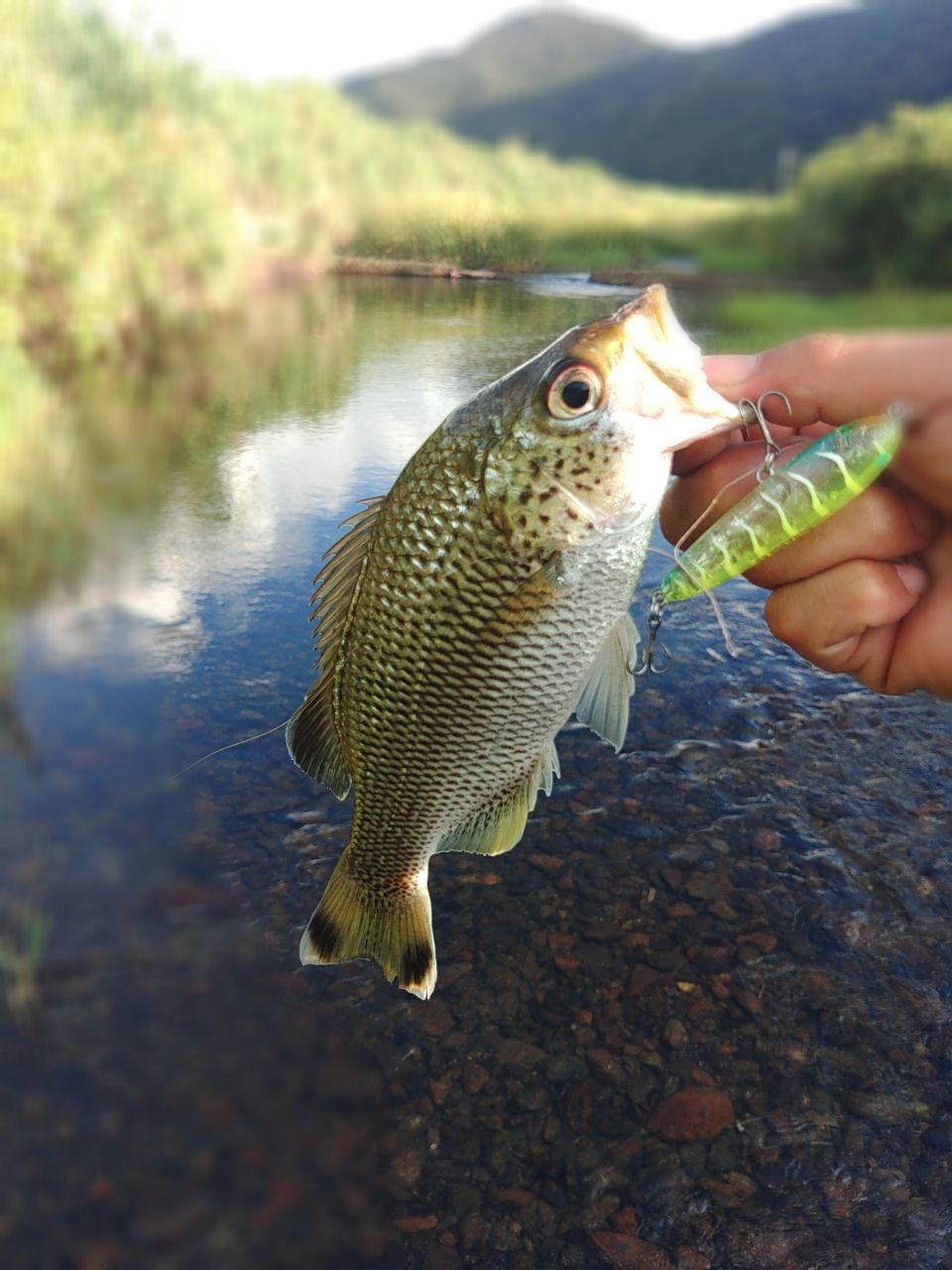 ジャングルパーチ