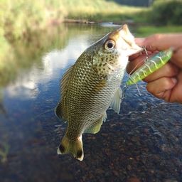 ジャングルパーチ