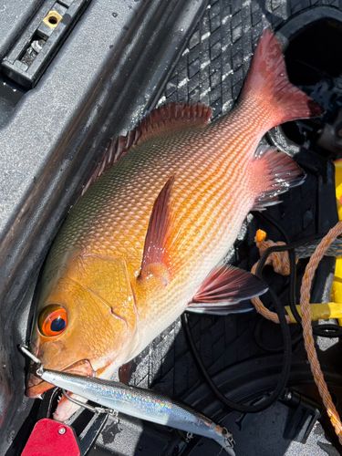 バラフエダイの釣果