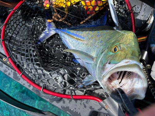 カスミアジの釣果