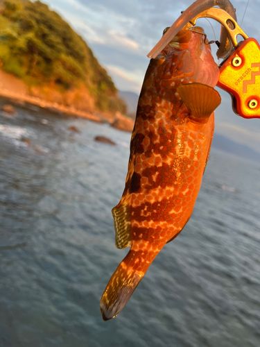 キジハタの釣果
