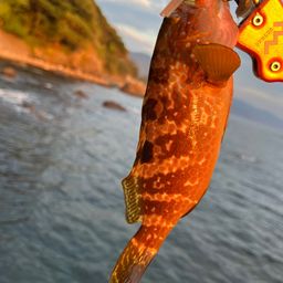 キジハタ