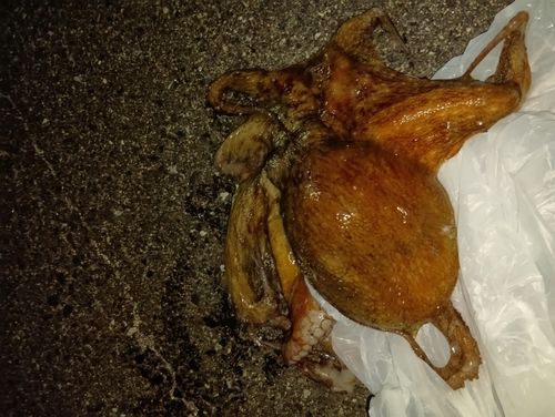タコの釣果