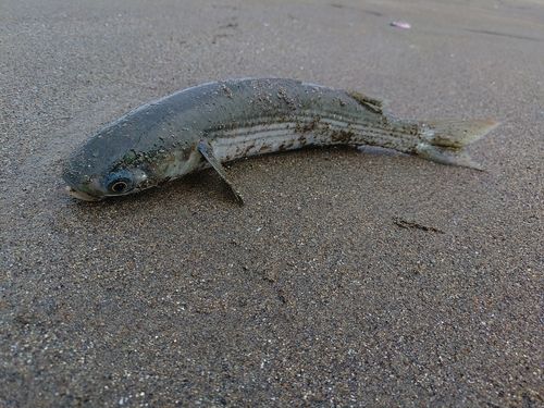 ボラの釣果
