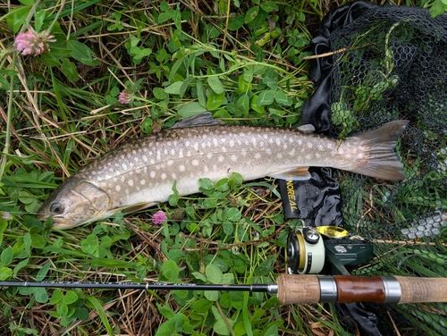 アメマスの釣果