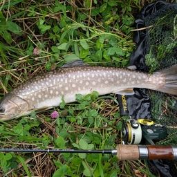 アメマス
