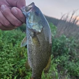 スモールマウスバス