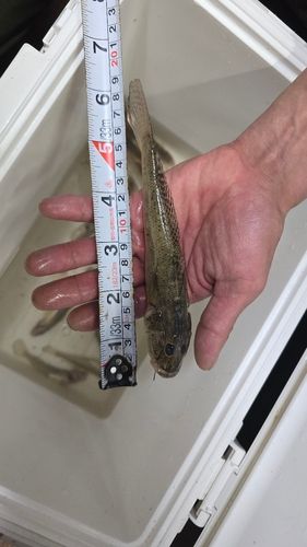 ハゼの釣果