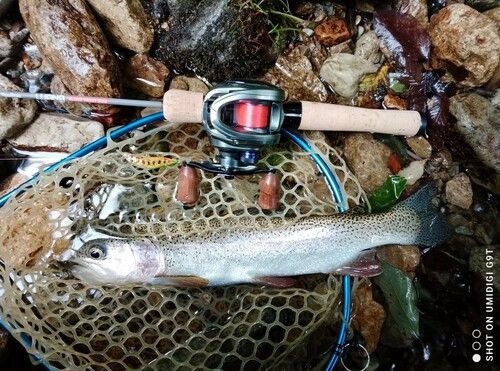 ニジマスの釣果