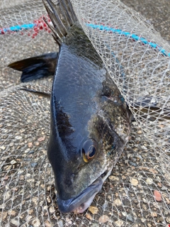 チヌの釣果