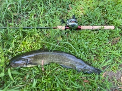 ニホンナマズの釣果