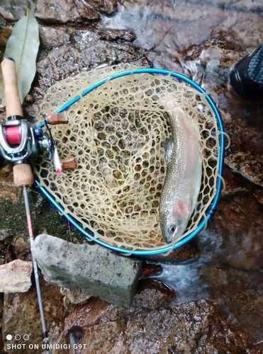 ニジマスの釣果