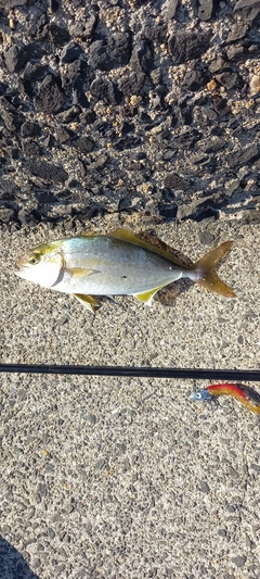 ネリゴの釣果