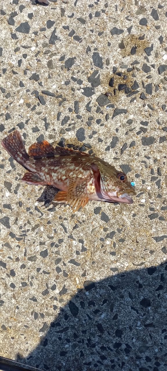 ネリゴ