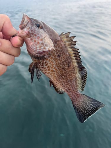 オオモンハタの釣果
