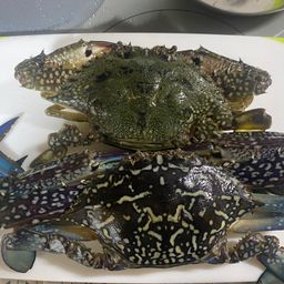 タイワンガザミ