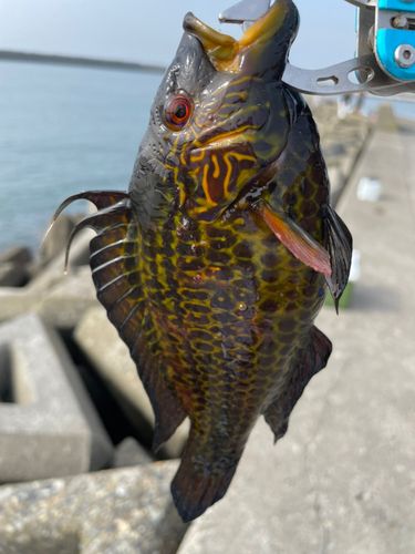 オハグロベラの釣果