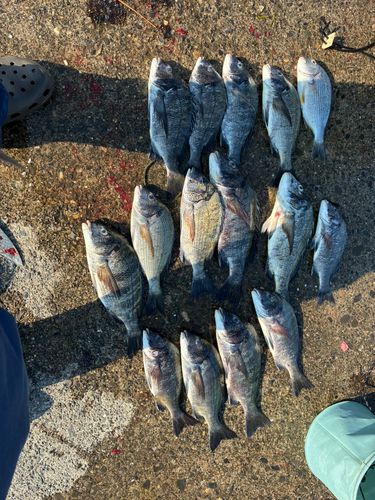 クロダイの釣果