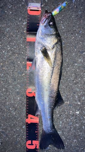 シーバスの釣果