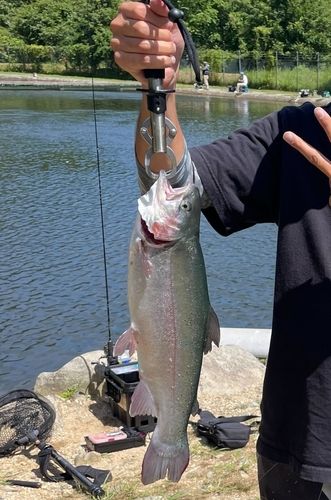 ニジマスの釣果