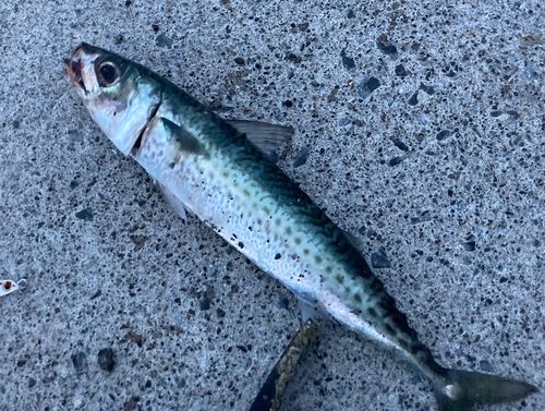サバの釣果