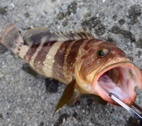 アオハタの釣果