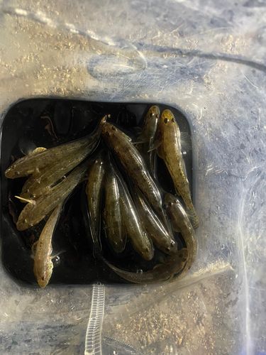ハゼの釣果