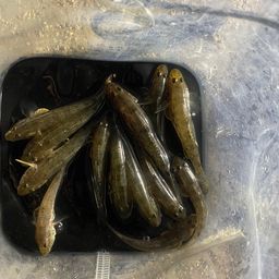 ハゼ
