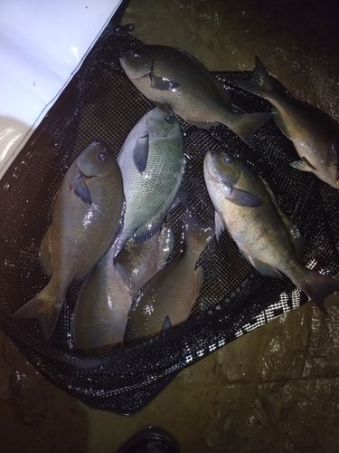 オナガグレの釣果