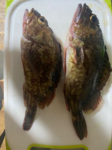 カサゴの釣果