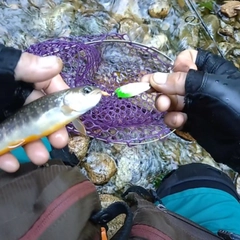 イワナの釣果