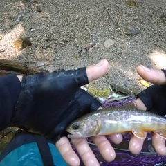 イワナの釣果