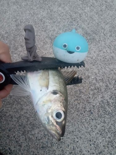 マアジの釣果