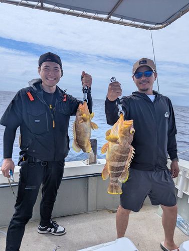 アオハタの釣果