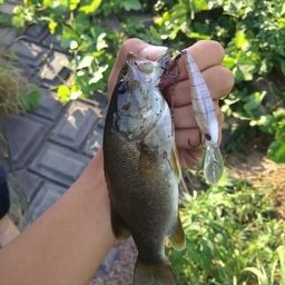 スモールマウスバス