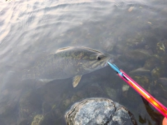 スモールマウスバスの釣果
