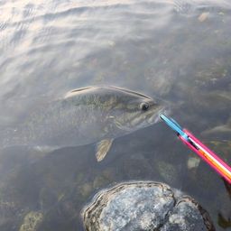 スモールマウスバス