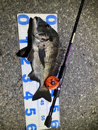 クロダイの釣果