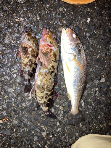 イシモチの釣果