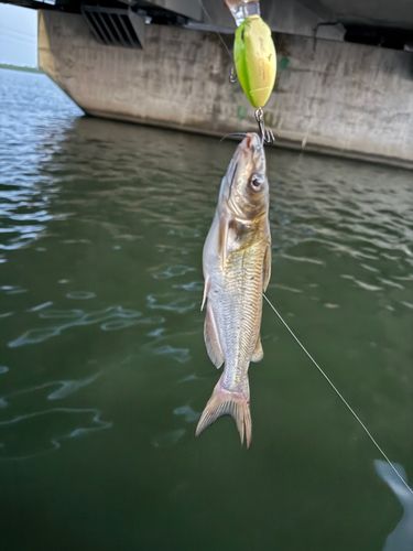 アメリカナマズの釣果