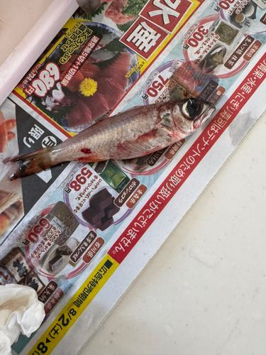 アカムツの釣果