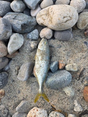 コズクラの釣果