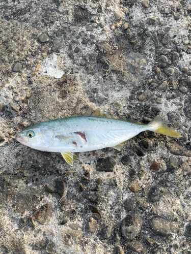 ワカシの釣果