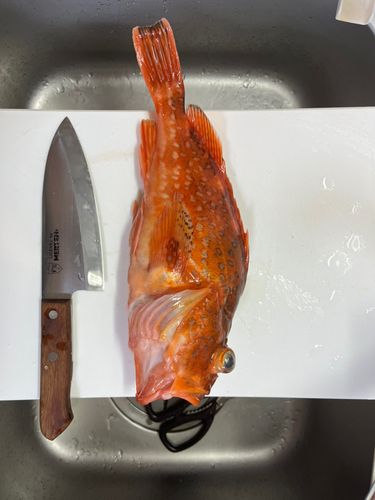 カサゴの釣果