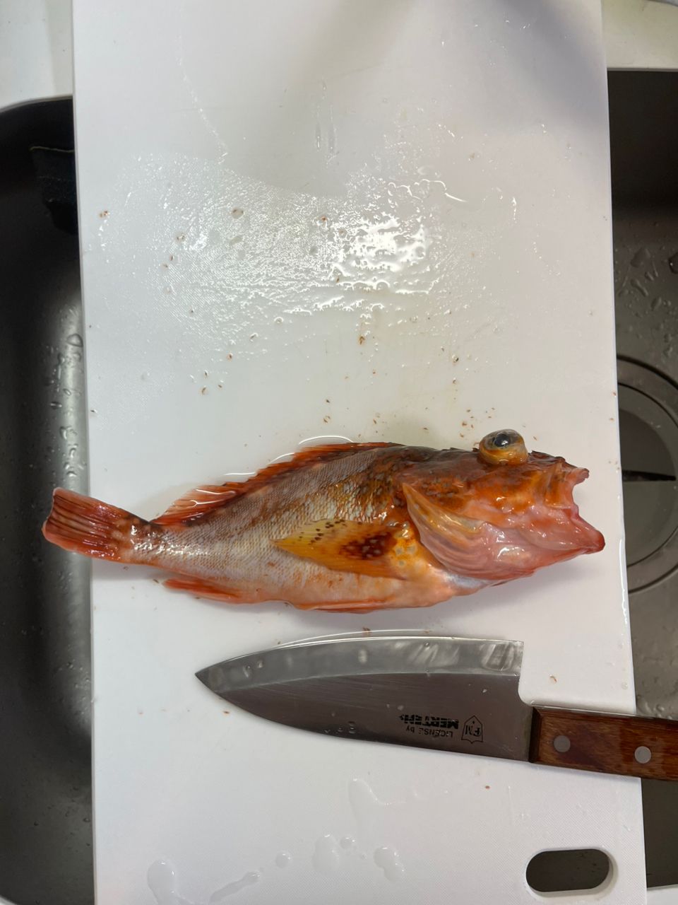 ラグ猫さんの釣果 2枚目の画像