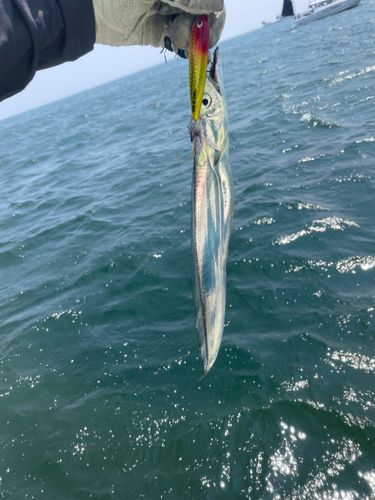 タチウオの釣果