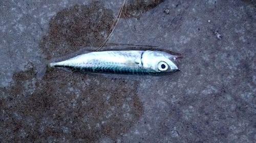 サバの釣果