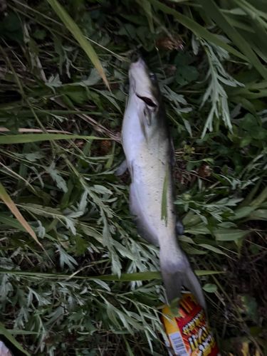 ナマズの釣果
